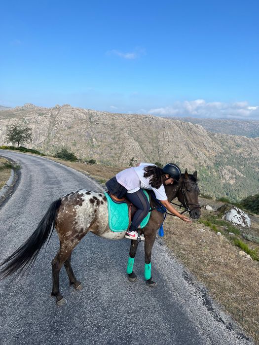 Égua Appaloosa 4 anos