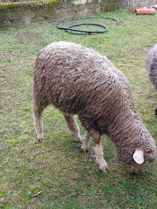 Merynos jagnię odbiór osobisty