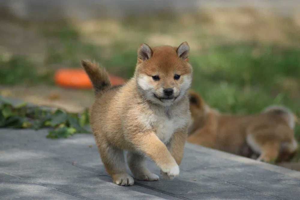 Shiba Inu disponível