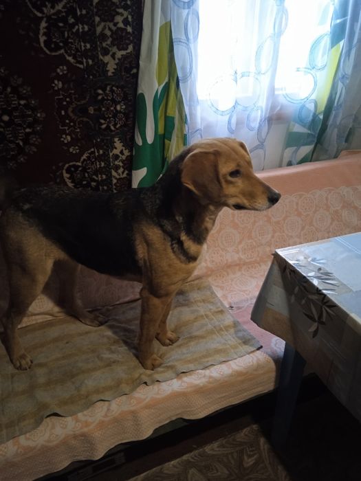 Руська гонча,дівчинка,вік 2,5р.