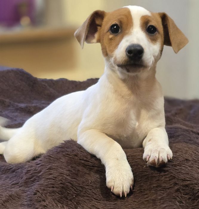 Juck Russell Terrier sunia