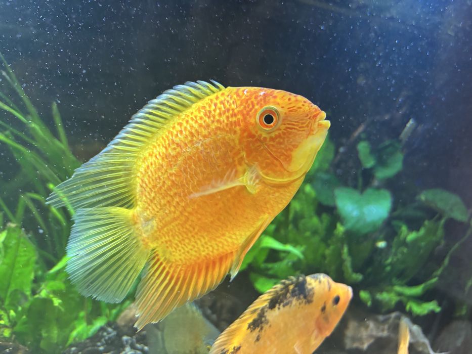 Severum red severum pielęgnica dobrana para w tej cenie