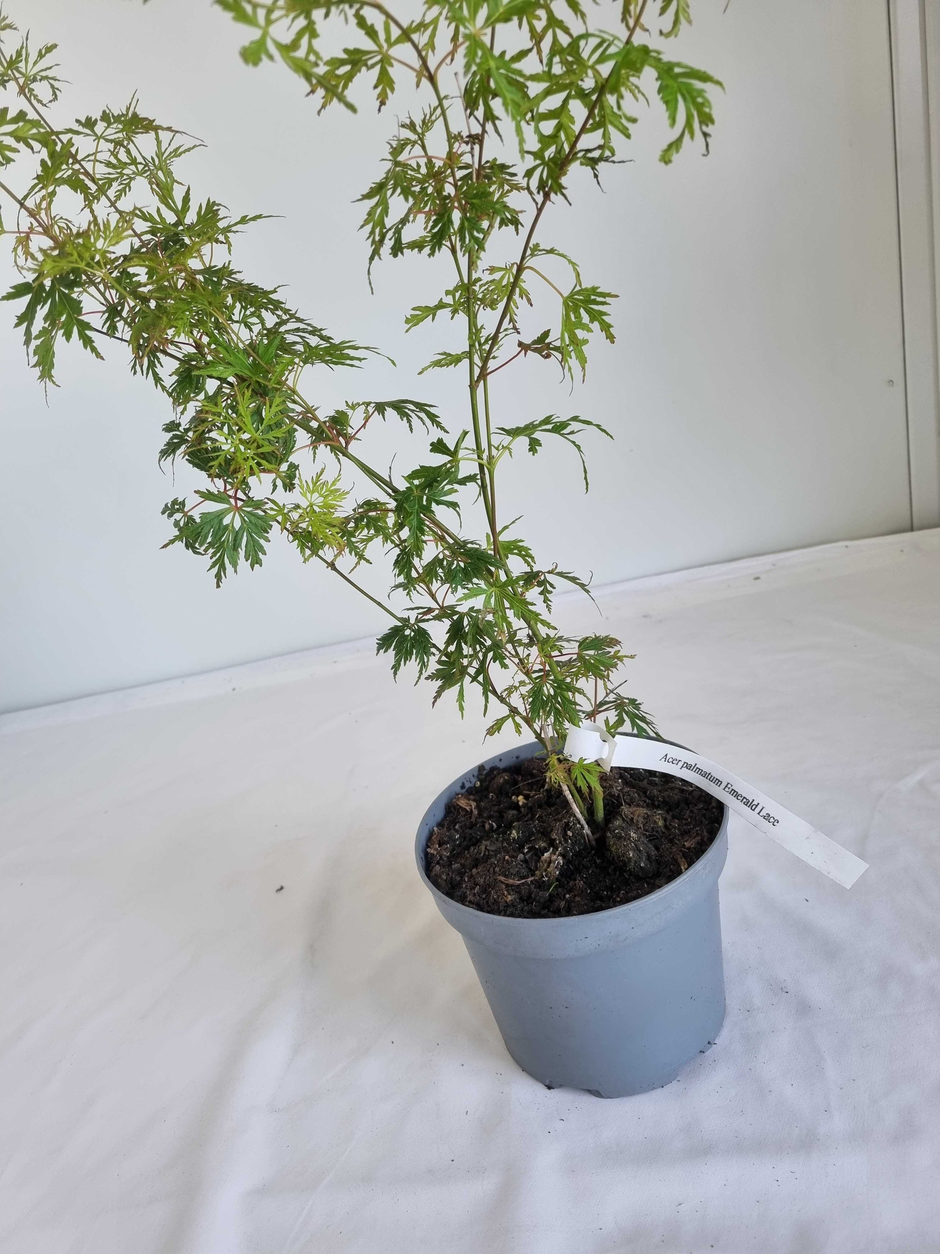 Bonsai Klon Palmowy Acer palmatum 'Emerald Lace' 50 cm Doniczka 2L