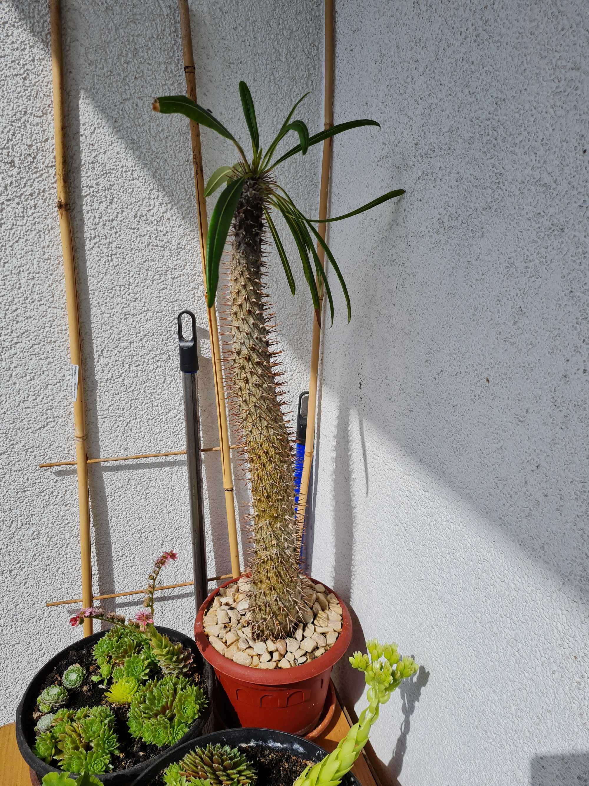 Palma madagaskarska w dobre ręce.