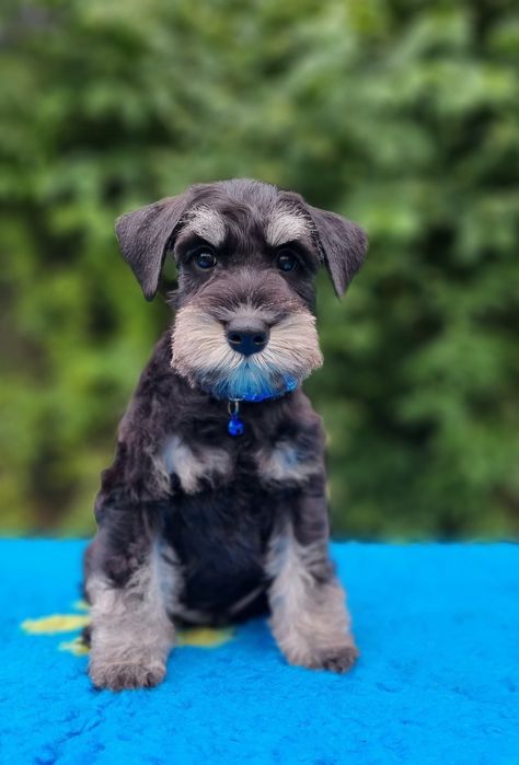 Цуценята цвергшнауцера