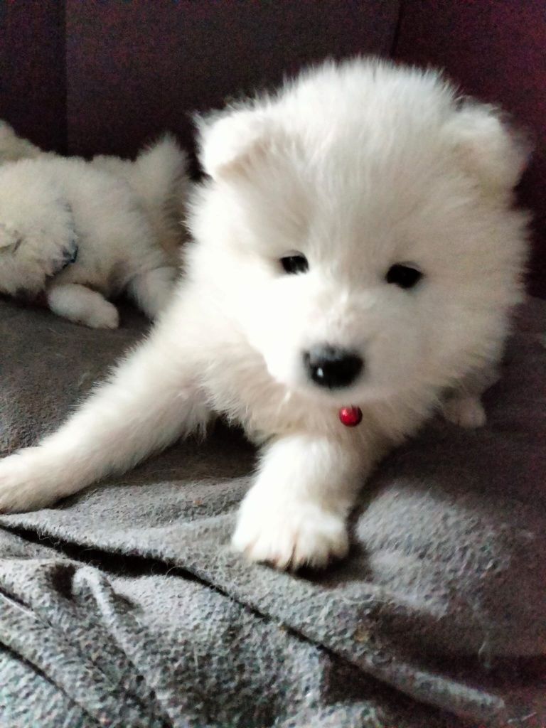 Samoyed suczka szuka nowego domu