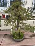 Bonsai taxus baccata