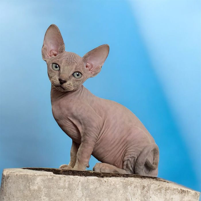 Канадський сфінкс