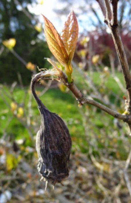 KIELICHOWIEC CHIŃSKI Sinocalycanthus - sadzonki w doniczkach