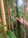 Bambus: Vivax, Shanghai 3, trawa Arundo Donax