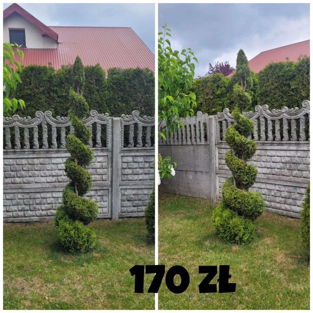 Drzewka ozdobne krzewy iglaki
