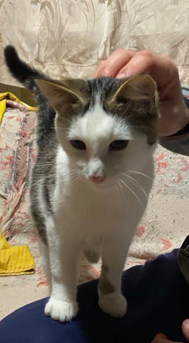 Кошенята в добрі руки