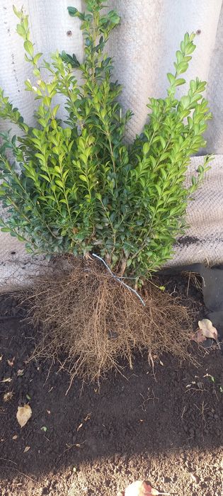 Самшит Туи Можжевелтник