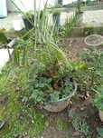 Palmeira de jardim