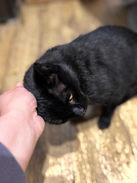 Kotka Sabrina szuka domu