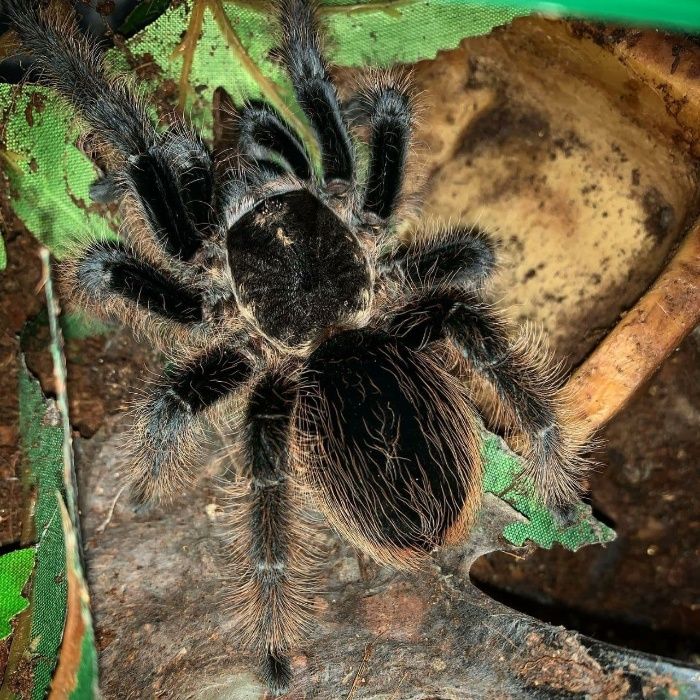 Самка Brachypelma albopilosum паука птицееда для новичков по Украине