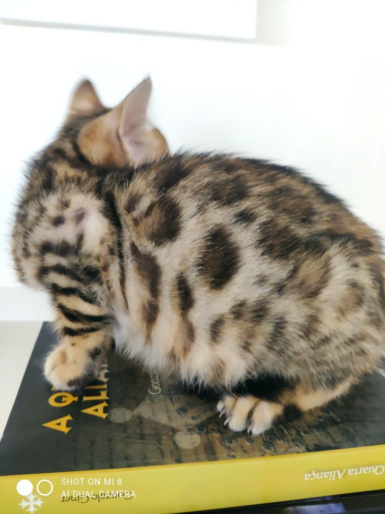 Gato de Bengala de excelente linhagem