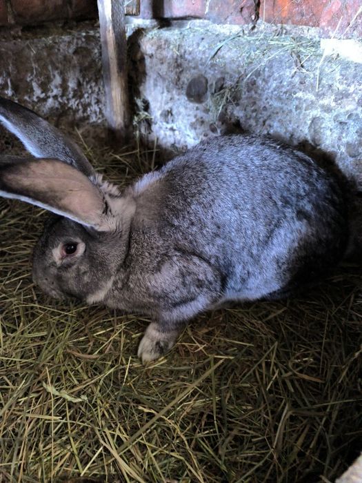 Sprzedam samce olbrzym belgijski