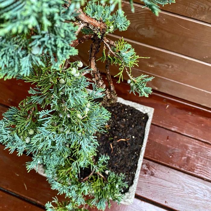 Bonsai Jałowiec donica betonowa drzewko ozdobne