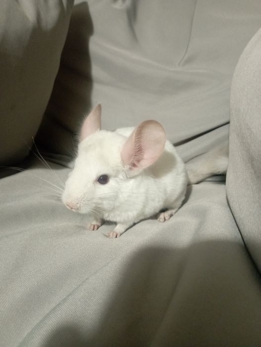 Młode szynszyle Pink White