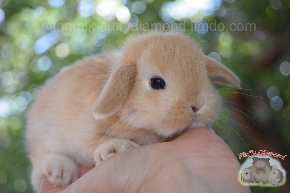 Карликовые кролики-малыши. Крольчата для детей и взрослых! Питомник