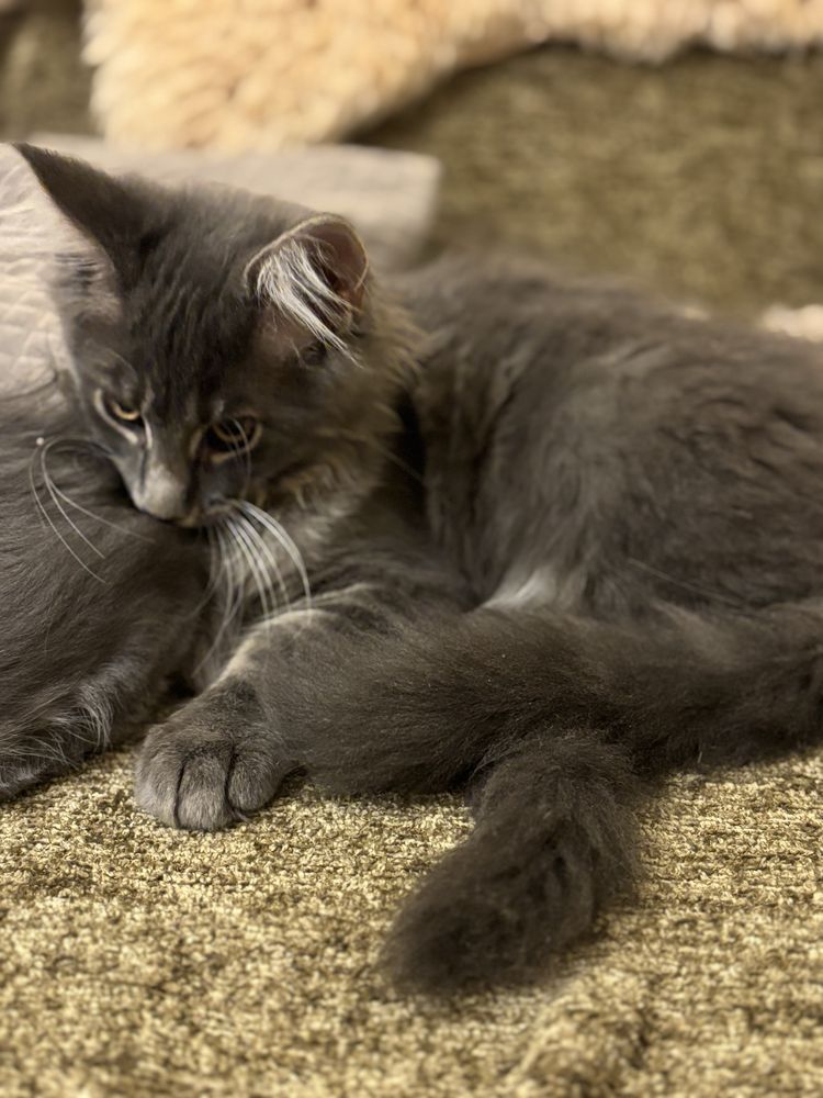 Maine coon szary kocurek Fife kot Filipek