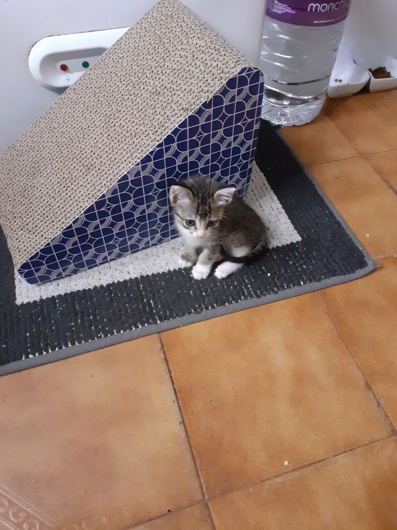 Gatinhos para dar
