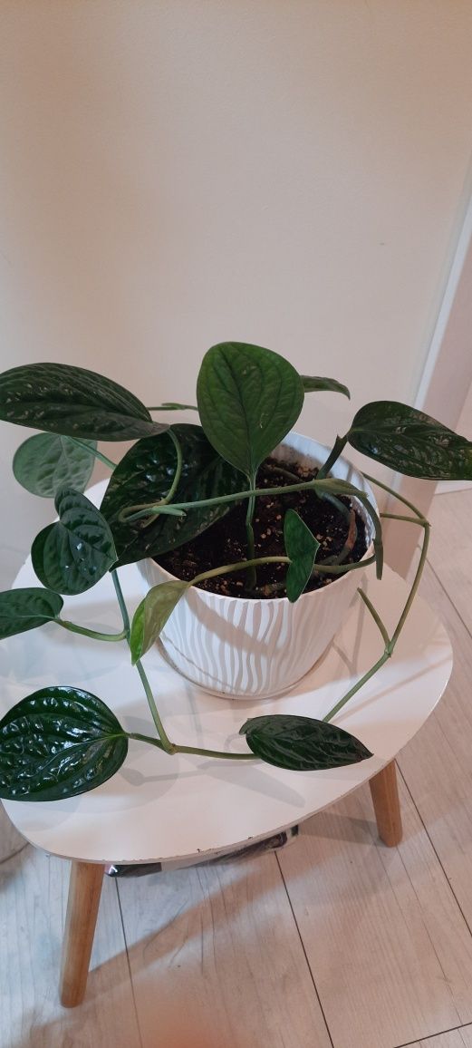 Monstera Peru roślina doniczkowa