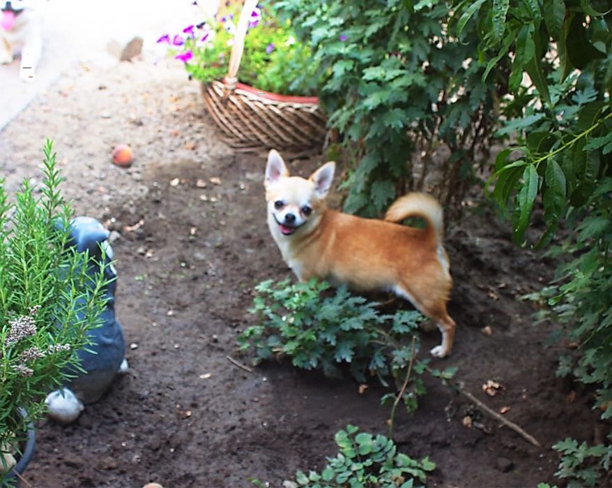 Девочка КСУ в любимицы. Питомник КСУ
