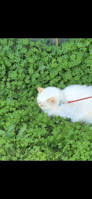 Menina persa himalaia