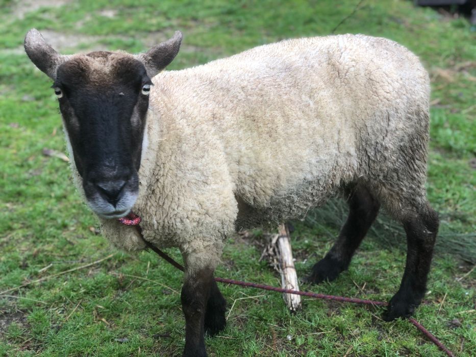 Ovelha cruzada suffolk