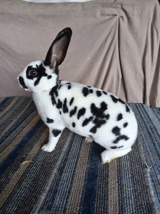 Rex dalmatyński czarny, samczyki, rodowód