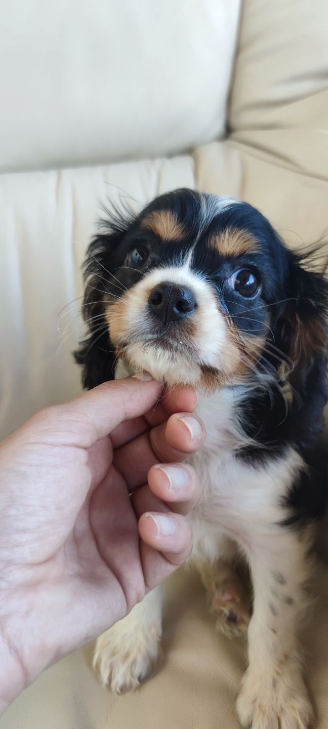 King Charles Cavalier macho disponível