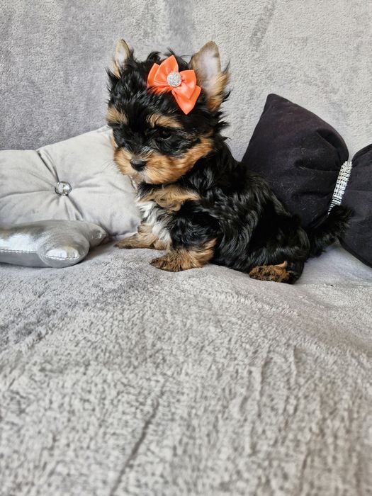 Yorkshire terrier, śliczny piesek bez wad