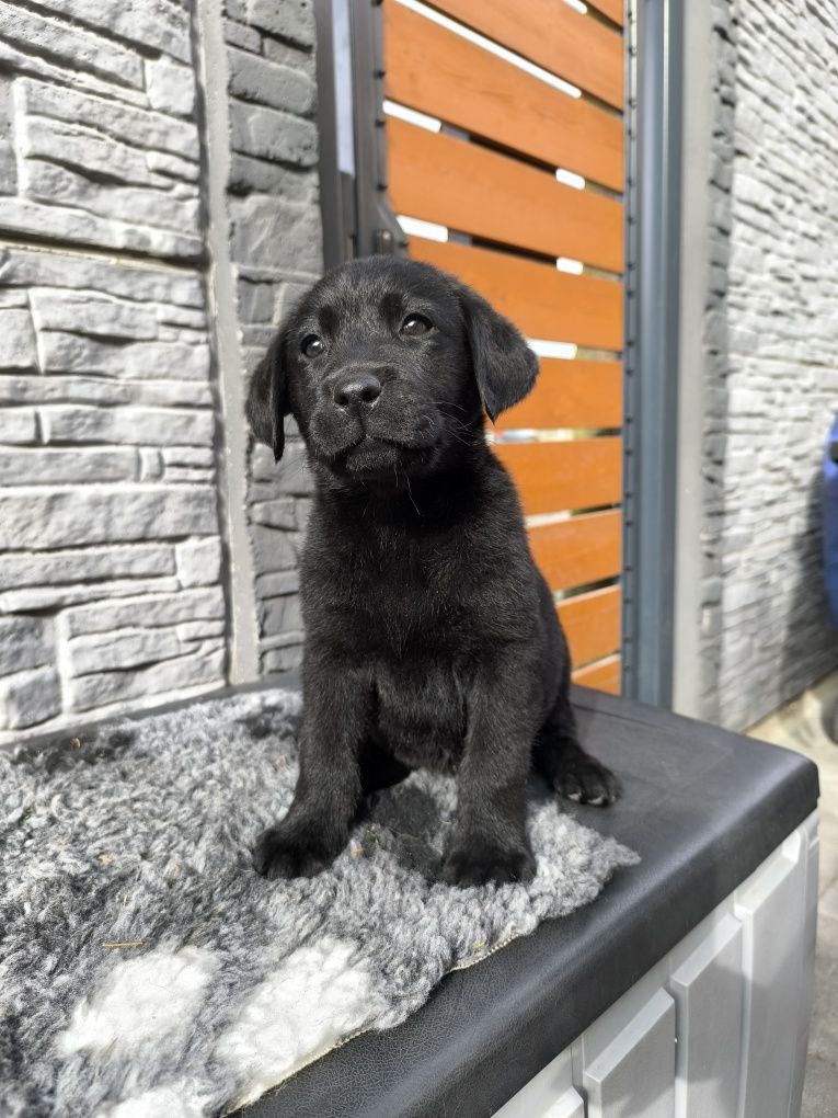 Labrador Retriever czarny Sid gotowy do odbioru