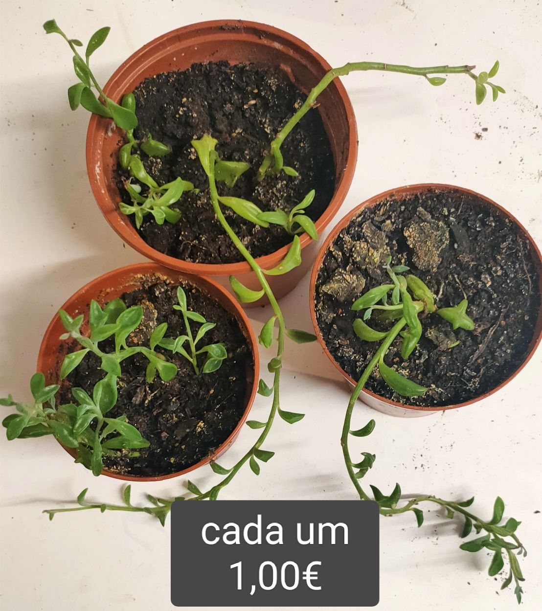 Jardim Suculentas