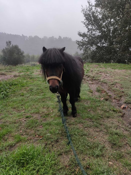 Vendo pônei  macho