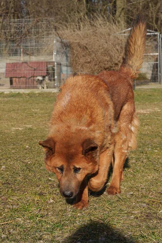 Chow chow mix Czaki szuka domu schronisko Zgierz -aktualne