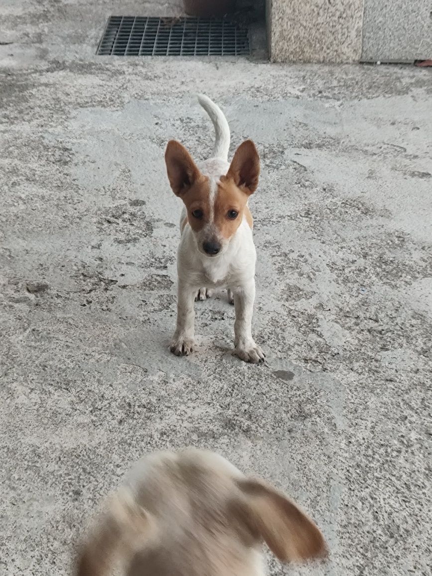 Cães pequenos para adotar