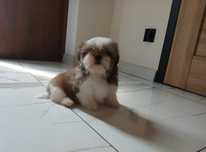 Dziewczynka Shih-tzu z Rodowodem Wielopokoleniowym