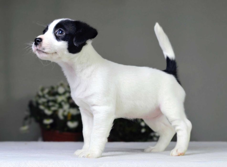 JACK RUSSELL Terrier gładkowłosa suczka niecodziennej urody ZKwP FCI