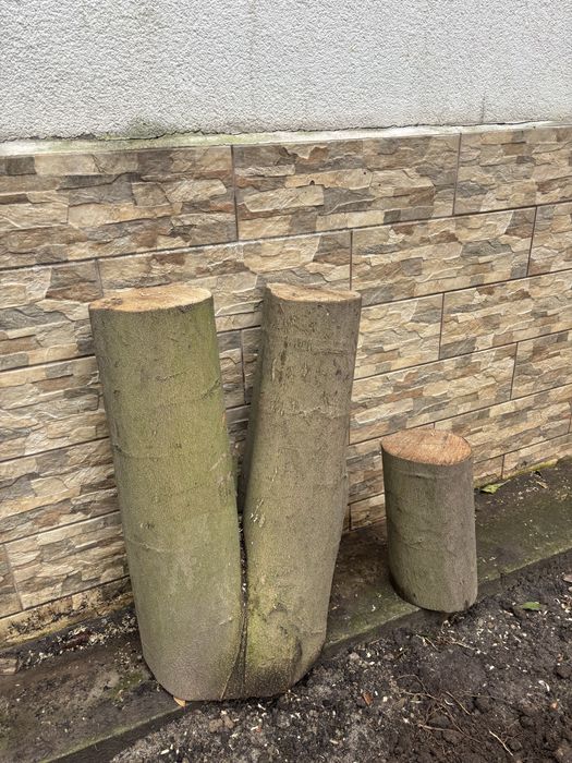 Свежий сруб магнолии,пень магнолии