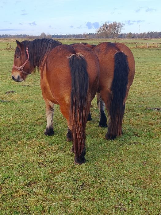 Sprzedam konie zimnokrwiste