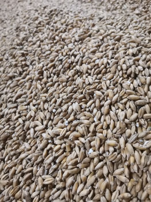 Pszenżyto ozime ładne