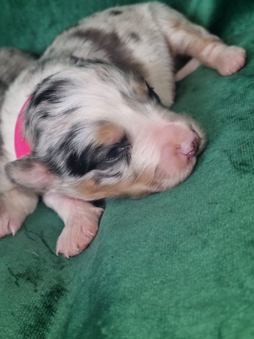 * * * sunia * * *  Border Collie