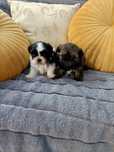 Shih tzu śliczny piesek