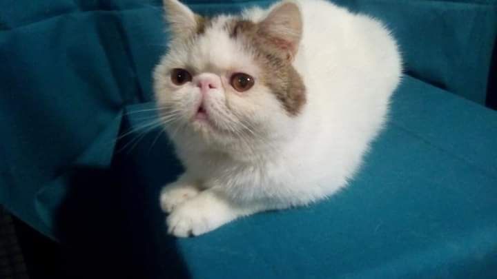 Отдам в добрые руки котика экзота