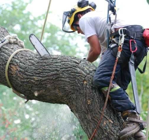 Спилювання, покіс, видалення кущів - швидко та доступно. Розчищення.