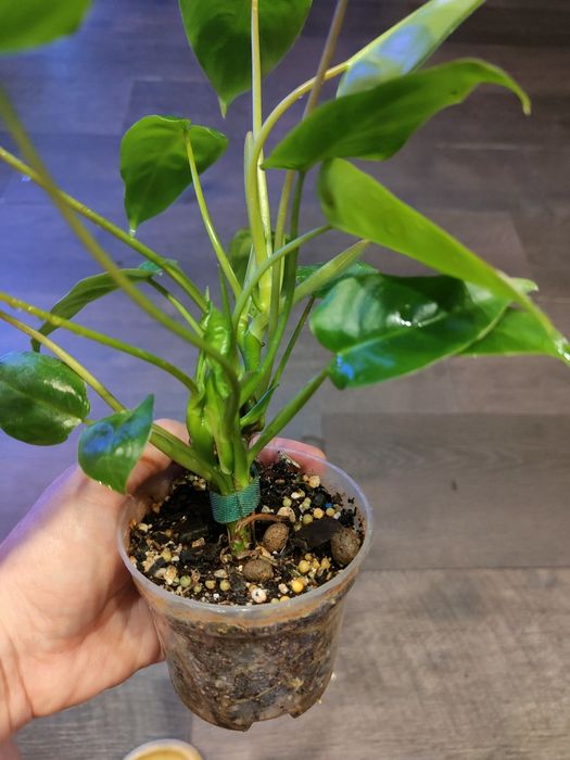 Philodendron Burle Marx regres od Mint cała roślina