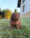 Pudel toy Red Brown piesek